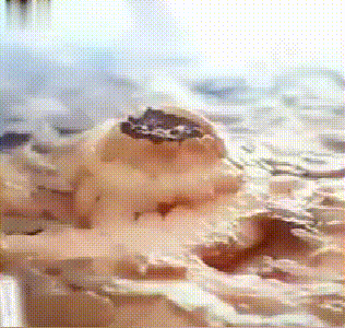 1780973273773601.gif